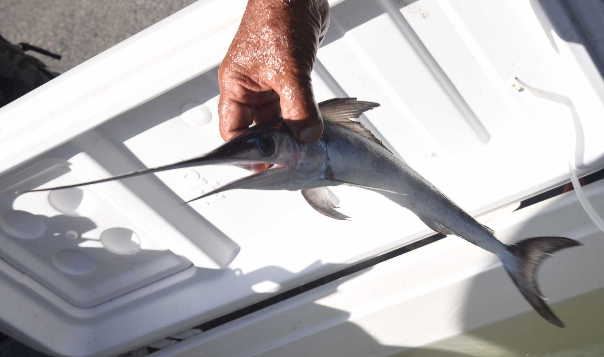 Incredibile: un piccolo di pesce spada nel Canale dei Pescatori